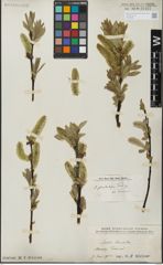 Foto von Salix glandulifera Flod.